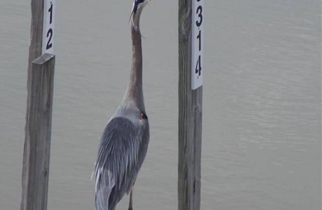 Great for Vacationers Bird Watchers Davis Bessie Fishing-Charters on Site