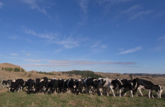 Hamilton /Ngaruawahia Farm stay Cottage, cosy with heat pump, pool for summer