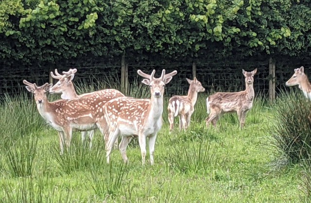 Hillfarm House courtyard cottage, private DeerPark sculpture, wildlife gardens,