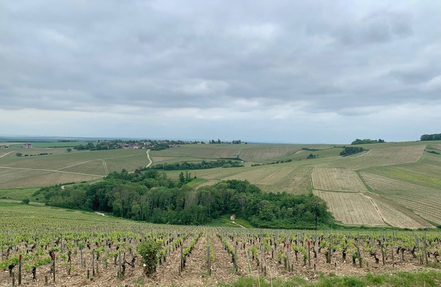 In the heart of the Chablis vineyards
