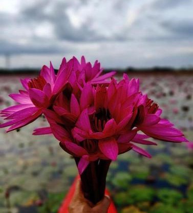 Kuttickattil Pool Home Stay Kumarakom