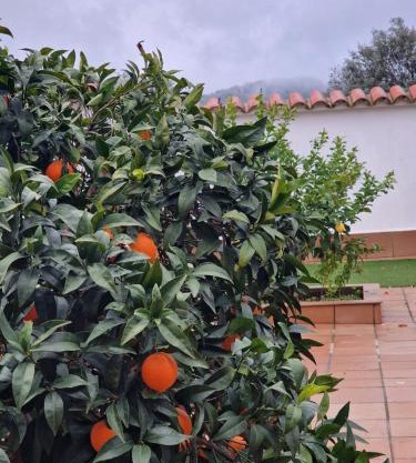 La casa del patio ATBA00260