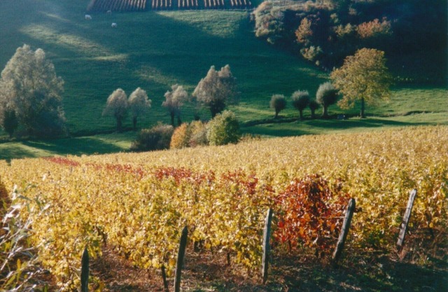 La roche saint Roch, loft apartment in a winegrowing village
