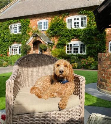 Little Woodside a beautiful New Forest self contained private luxury annexe