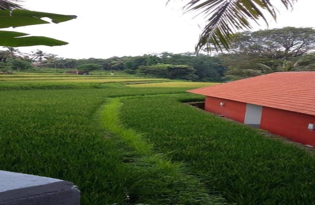 Lotus Guesthouse Sudaji: a natural and unique place in the North Bali.