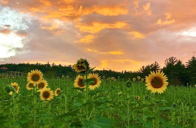 Luxury Farm Stay at The Lodge at Wolf Pine Hollow