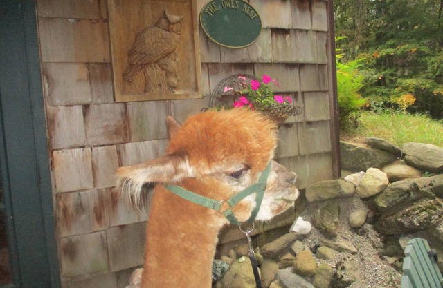 MAGICAL GETAWAY ON AN ALPACA FARM