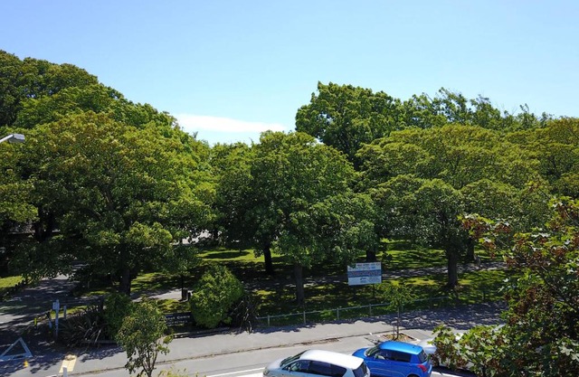 Modern 1 Bedroom Apartment across from Hagley Park