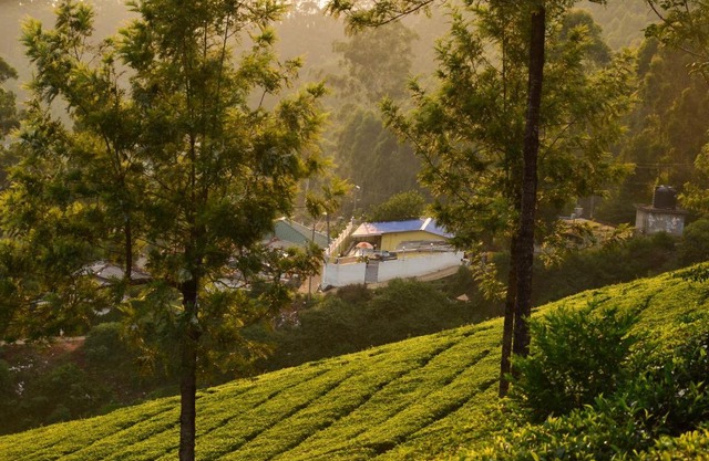 Munnar valley view