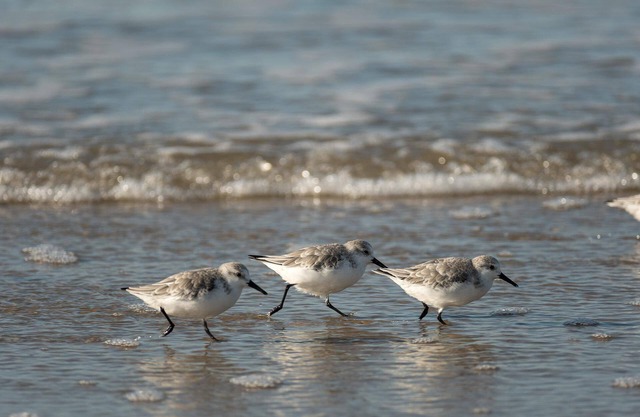 Oceanfront Home in Flager Beach with Beach Chairs & Towels, WIFI - Pet friendly.