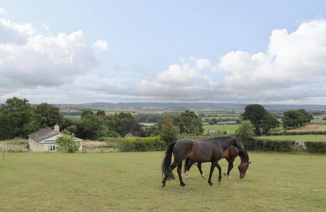 PALACE BUNGALOW, pet friendly, with open fire in St Weonards