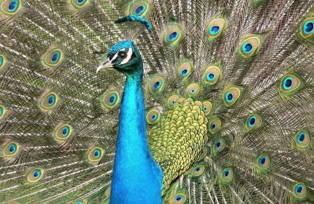 Peacock Paradise with Pool & Wild Peacocks 🦚🌴🌞