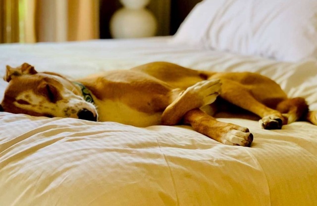 Pet-Friendly Stay in Richardson! Close to NorthPark Center! FREE Parking Onsite