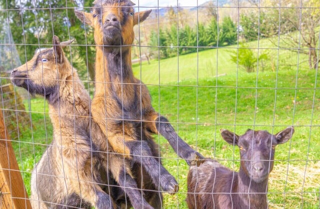 Pet friendly w/dog run, country living & mountain views close to town with wifi