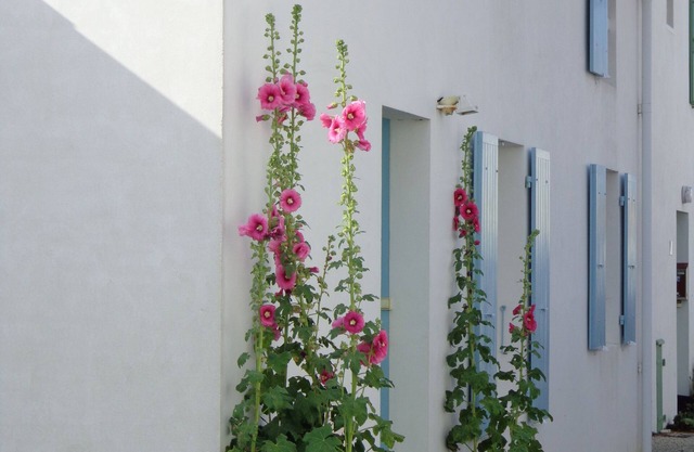 Pretty house classified 3 * style retais