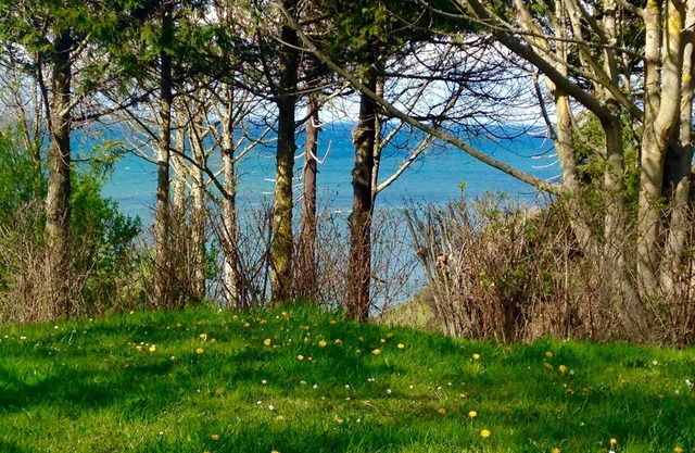Private Beach Access Trail, peaceful wooded setting - sleeps 3