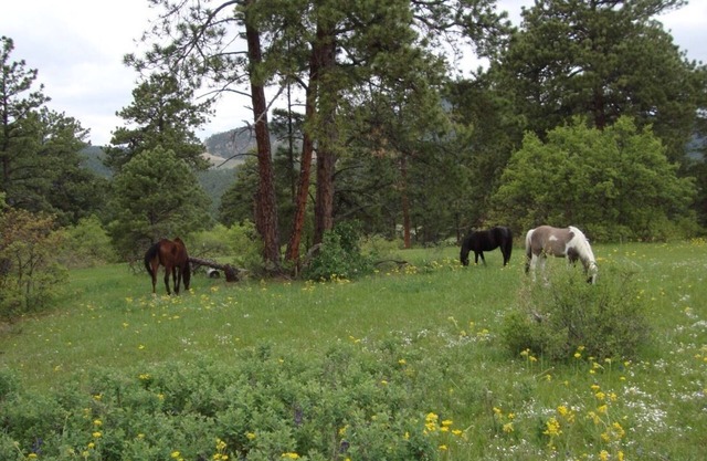 Private paradise on Alpaca Farm. A Colorado dream close to Denver.