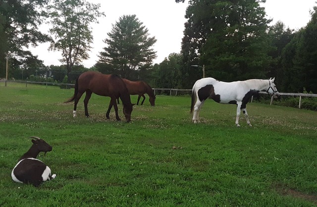 Quiet, private, whole house, 4 bedroom, 2 bath, horse farm retreat. 2000 sq ft.