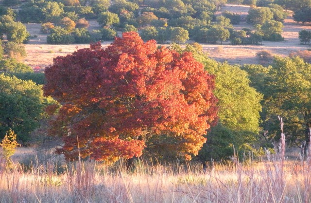 Romantic Luxurious Cottage - July/August Special book 2 nights get 1 free