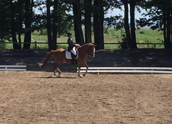 Sassi Talu Horsefarm