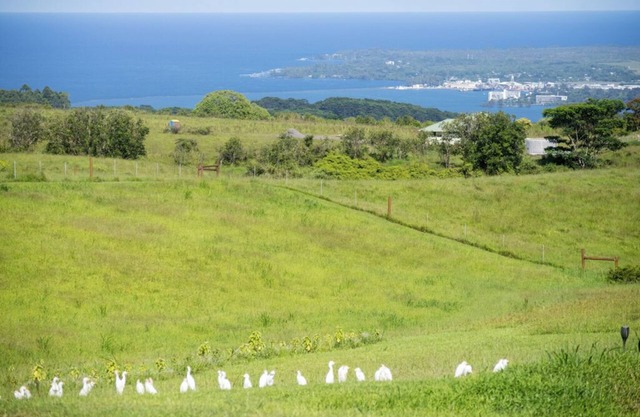Serene Hawaiian Eco Village 15 minutes from Hilo