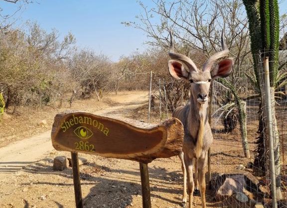 Shebamona No loadshedding