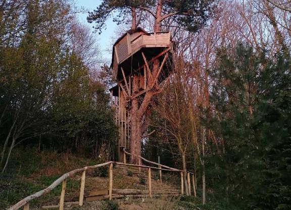 SHERWOOD TREE