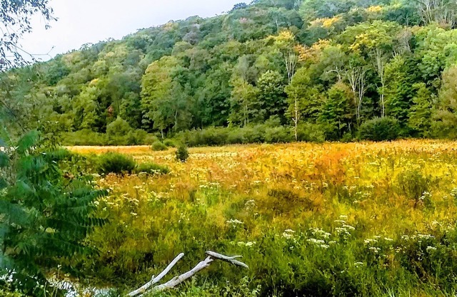 ShineOn Valley- Back Bottom Camp