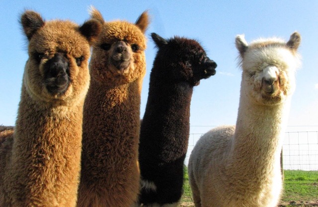 Sleeps 6 - Mountain Views! Enjoy watching Alpacas & Mini Horses from your deck!