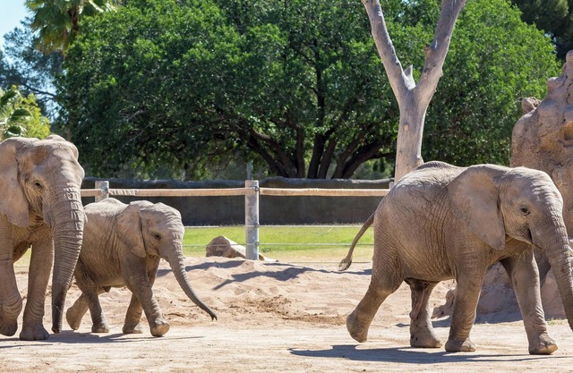 Spend a day at Reid Park Zoo! Comfortable Accommodation in Downtown Tucson! Pool