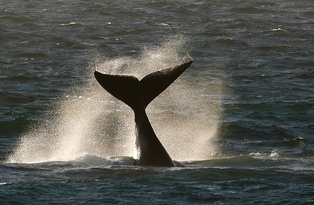 Spitzeseafront. .Beachfront, Whale watching