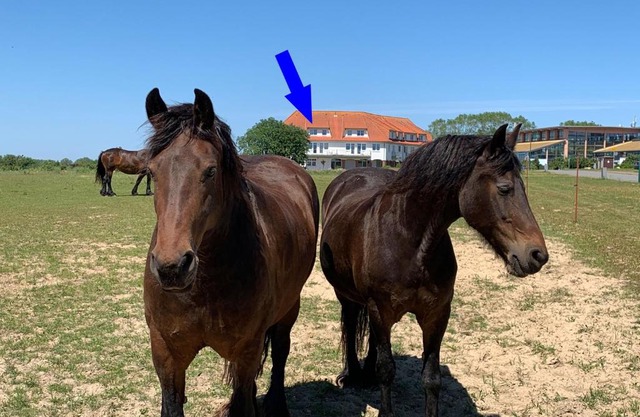 Studio "MS Muschel" im Ferienpark