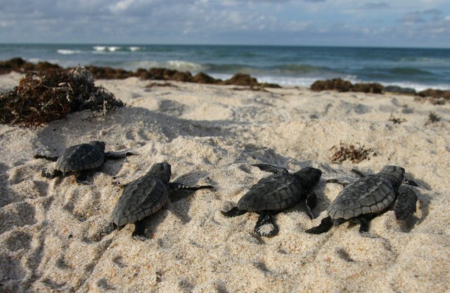 Surfing Turtle: 5 BR, 3.5 BA House in Melbourne Beach, Sleeps 10