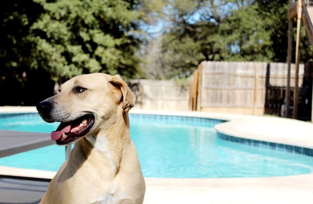 Texas Evergreen Oasis WACO/Silos/Baylor: Pool, Spa, PingPong, Pets on 1/3 acre