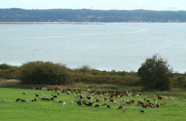The Alpaca Retreat - Luxury farm house with water view!