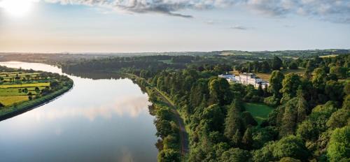 The Forest at Mount Congreve Gardens