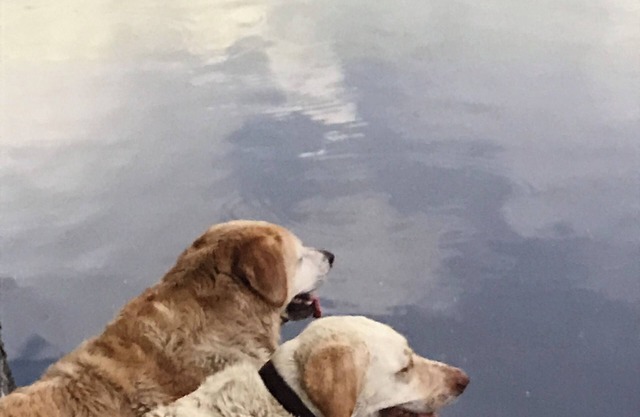 The scenic Withlacoochee River Pet-friendly Bird House