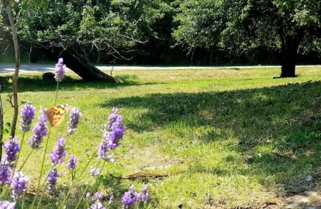 The Simple Life - camp space w/wi-fi & flexibility