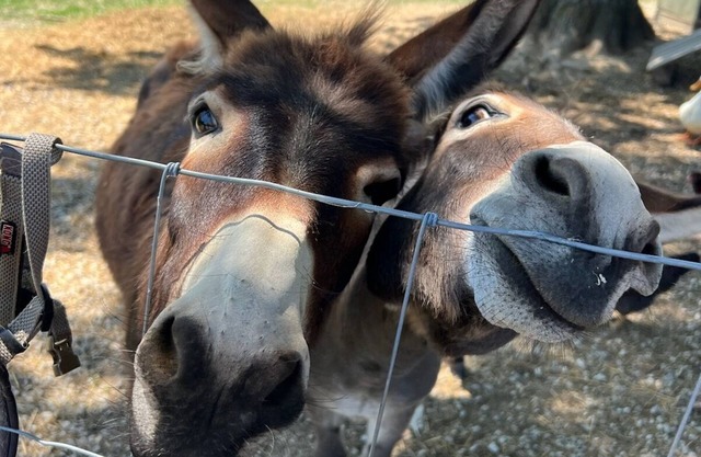 Unique Farm Stay and Petting Zoo!