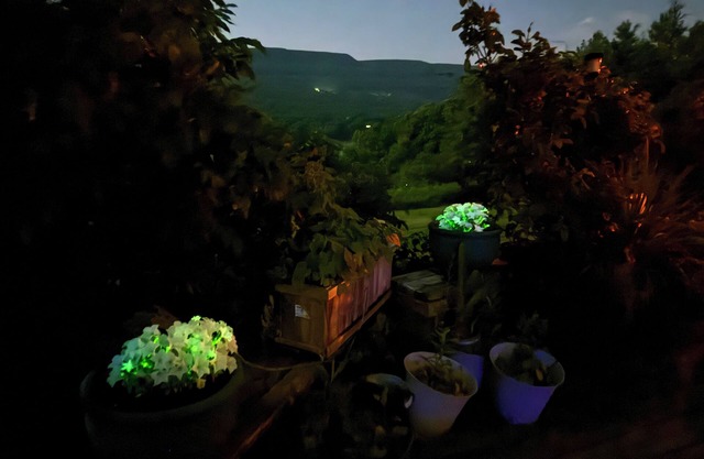 Utopian Country Retreat w Glowing Flowers