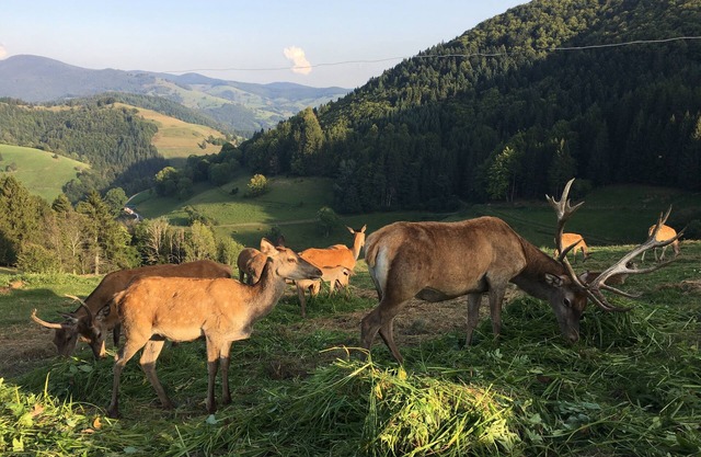 Vacations in the Black Forest at Belchen