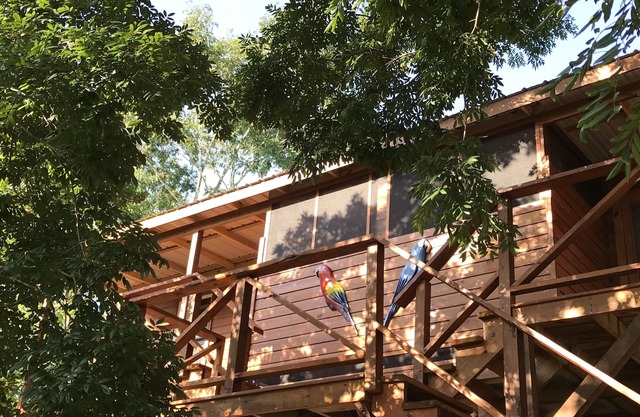 Villa Parrot - new house within the trees