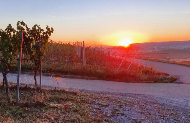 Weingut Will und Würz Lemberger