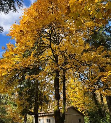 Whispering Pines Farmhouse