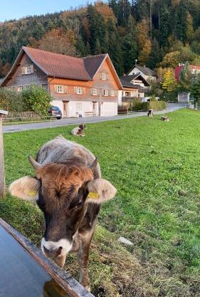 Willkommen im Rustico - Deinem Rückzugsort zwischen Bergen und Bodensee