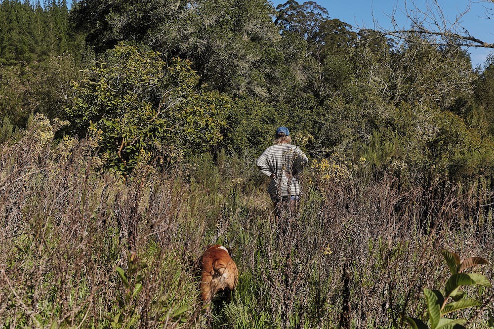 Knysna Cabin | Peaceful Nature Lover's cabin with WiFi and a retro caravan
