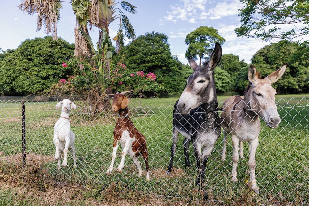 Oak Beach House | Holiday with Donkeys at the charming Oak Beach Donkey Inn