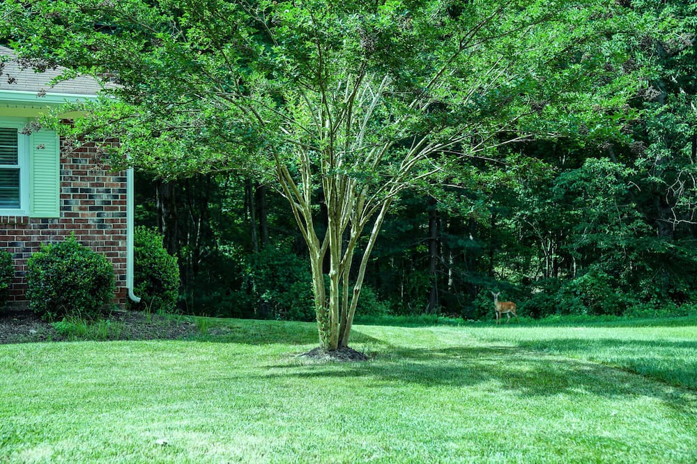 Lake Ridge House | Beautiful, Peaceful, and Professionally Decorated 5 bedrooms. Wooded view