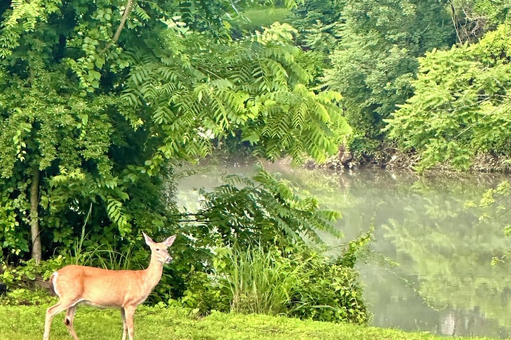 Grafton House | Almost Heaven at the River, a boutique 3BR/2BA retreat along the Tygart River.