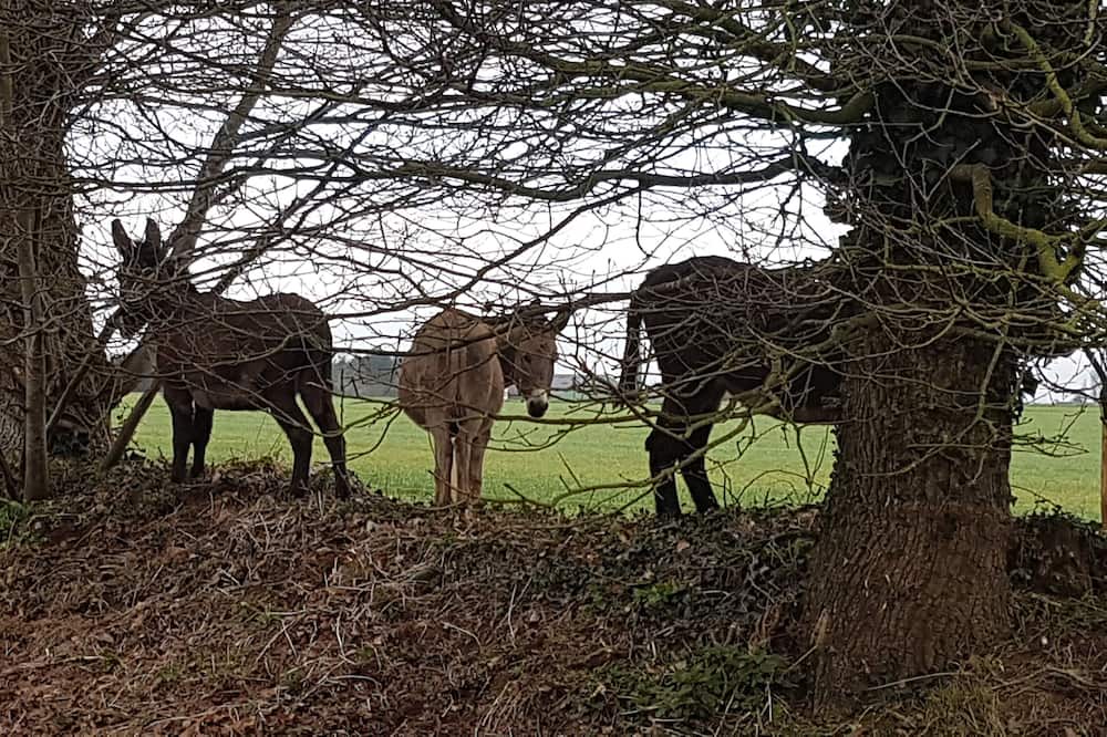 Brehan House | Ty Bihânes welcomes you to a peaceful setting in the heart of the countryside, surrounded by donkeys.